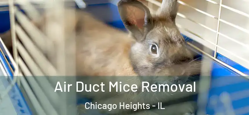  Air Duct Mice Removal Chicago Heights - IL